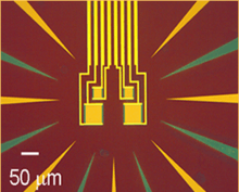 Image of four tungsten transition-edge sensors.