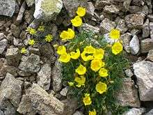 a small plant with four-petaled yellow flowers and finely cut leaves grows among pebbles