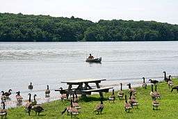 A lake with a canoe and forested far shore, a flock of Canadian geese and picnic table are on the grassy near shore