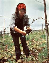 Nancy Ponzi of Ponzi Vineyards working in a vineyard.