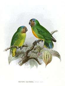 Drawing of two green parrots with orange faces and blue crowns, one with orange chest