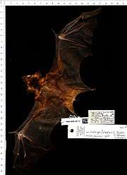 A bat specimen with dark brown wings and orange-brown fur