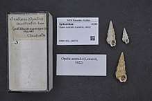 Opalia australis shells
