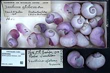 Jathina globosa shells