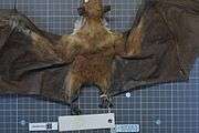 A reddish-brown bat with dark brown wings