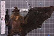 A dark brown bat with a blond nape
