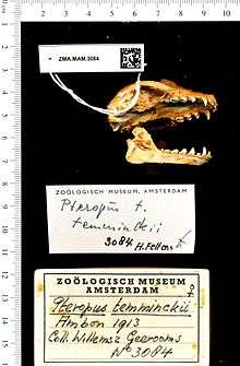 A bat skull with the jaw detached
