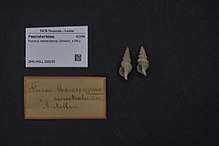 An image of two Fusinus maroccensis shells next to identification cards