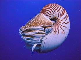 A spiral nautilus in a blue sea