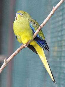 A yellow parrot with blue wingtips and marks between the eyes and the beak