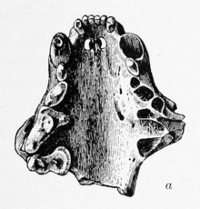 A pen-and-ink drawing of the upper portion of the mouth (inside view) of a sea mink. The left side of the drawing (i.e., the right side of the mouth) has teeth drawn in, whereas the right side of the drawing (i.e., the left side of its mouth) has teeth sockets drawn in. The front teeth in between the canines are all drawn in.