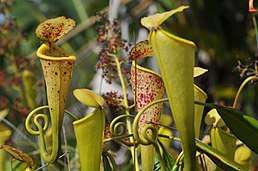 Yellow-green Nepenthes pitchers in close-up