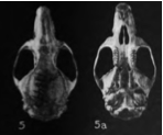 From left to right: skull seen from above with text "4" and skull seen from below with text "4a".