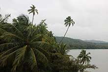 Bunch of coconut trees on the banks of Karli river in Nerurpar