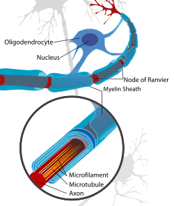 An oligodendrocyte attached to its many myelin sheaths that it wraps around the axons of neurons in the Central Nervous System