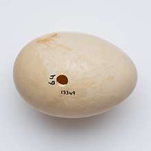 Image of Aythya novaeseelandiae egg in the collection of Auckland Museum