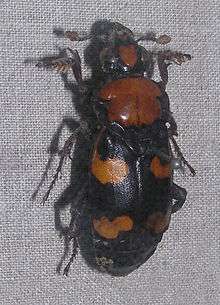 An orange and black beetle pinned to a board