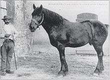 Photo en noir et blanc où un paysan tient en main un cheval noir massif présenté de profil.