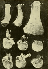 Black and white photo of various bones