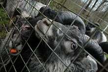 Two black North Ronaldsay sheep shown behind a fence, with long horns curved behind them and chewing on a carrot.