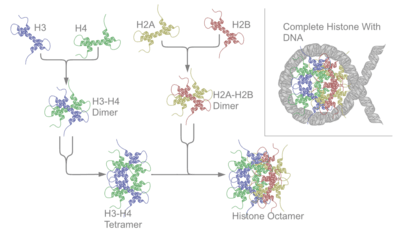 Nucleosome assembly