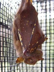 A brown bat hanging upside down with its wings wrapped around itself. Its eyes are light brown