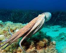An octopus swimming with its round body to the front, its arms forming a streamlined tube behind
