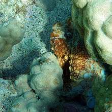 An octopus nearly hidden in a crack in some coral