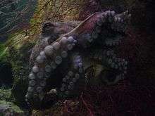 An octopus in an aquarium tank