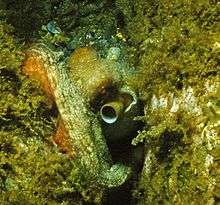 An octopus on the seabed, its siphon protruding near its eye