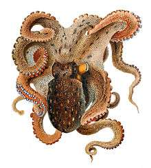A brown octopus with wriggly arms