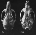Skull shown on a black background. Viewed from above on the left, with text "6" next to it; viewed from below at the right, with text "6a".