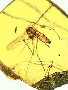 Fossilized mosquito encased in amber