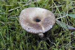 A dirty-gray mushroom with white marks and a depressed center, growing amongst grass and clubmoss. The bottom of the depression is almost black and contains water.