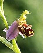 Flower of the bee Ophrys whose labellum, like the abdomen of a female bee, lures the male