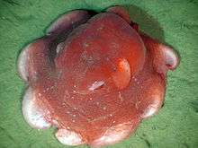 A round red sea-creature with 8 short whitish arms