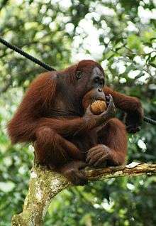 Ape with brown-red hair in tree