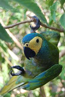 A green parrot with a light-yellow face, a blue forehead and blue speckles across the body