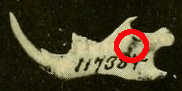Rodent mandible, seen from the left, with a small process at the back circled.