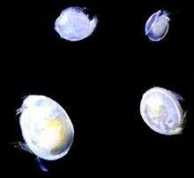 Ostracods (Euphilomedes climax)