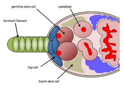 a cartoon diagram shows the tip of a tissue with cells labeled