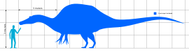 Diagram with the silhouettes of a swimming Oxalaia and a scuba diver in side view, the dinosaur is roughly over seven times longer than the human