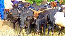 Weekly cattle market in Rumphi