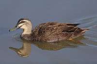 Grey duck swimming in smooth water