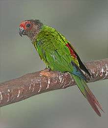 A green parrot with a brown head and a red forehead