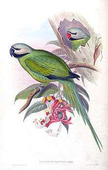 Drawing of two green parrots with grey heads, one with a blue beak and one with red