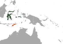 Sulawesi, Maluku, and possibly extinct on Timor