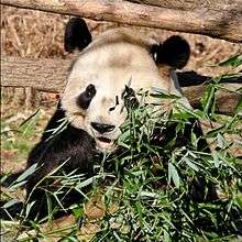 a panda feeding on shoots