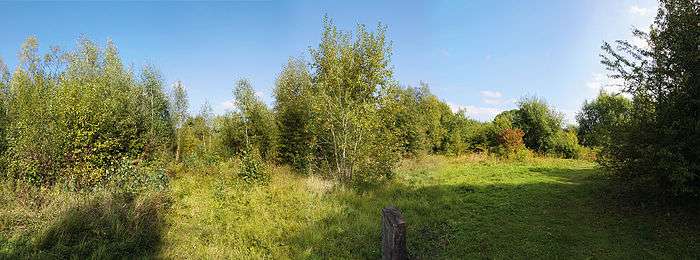 Panorama showing the pioneer woodland on left and the managed grassy open area on right.