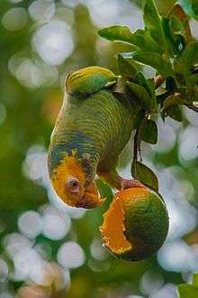 A green parrot with a yellow head, white eye-spots, and blue horizontal stripes across its body except for the head